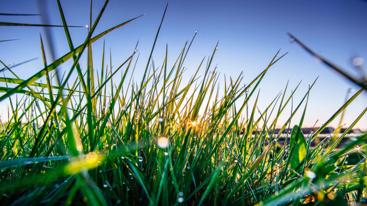 green grass with dew